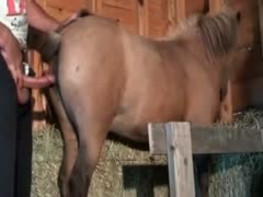 Men fuckinf horse! beastality free porn videos movies 